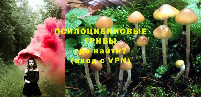 Псилоцибиновые грибы Psilocybine cubensis  Невинномысск 